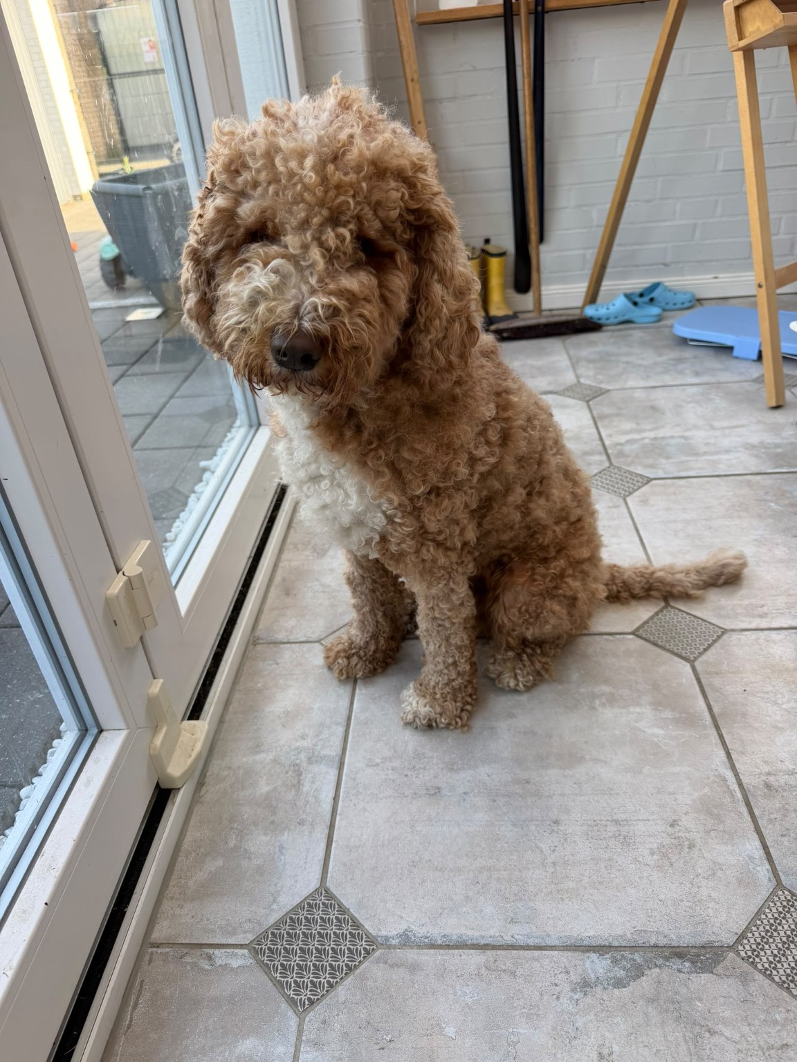 Rudi, a caramel and white Goldendoodle, sitting beside a glass door