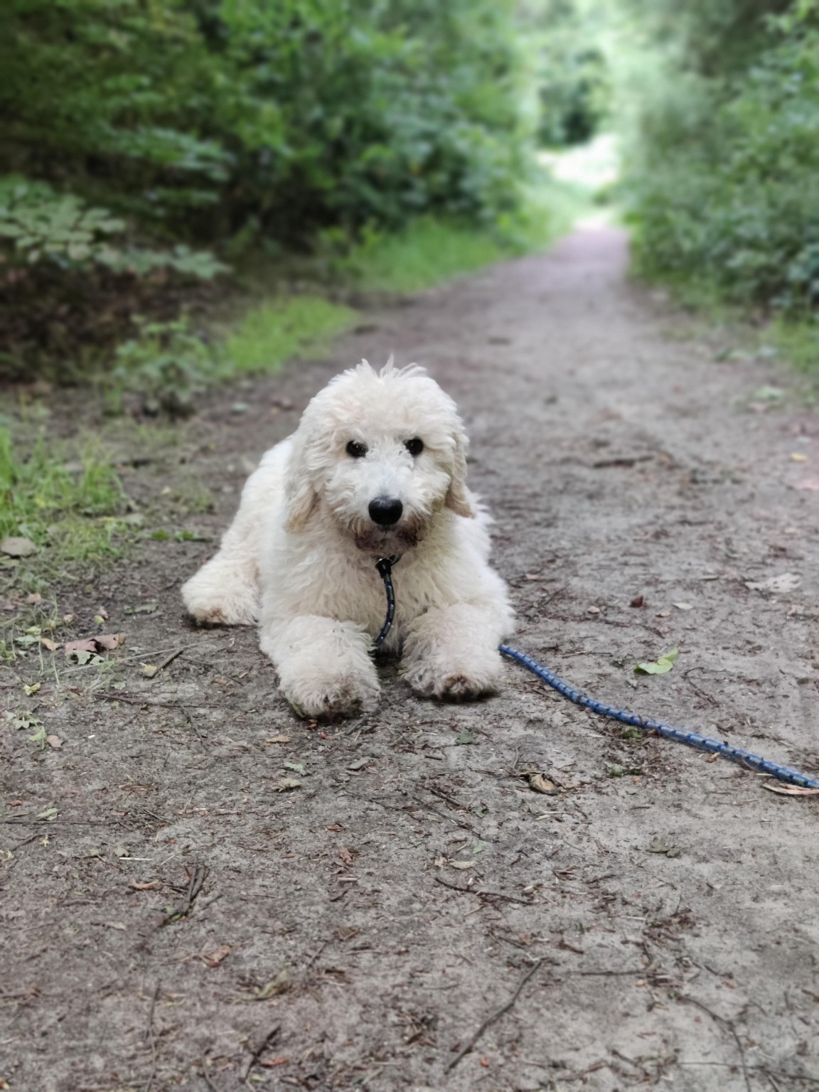 Tui as a young puppy on a woodland path