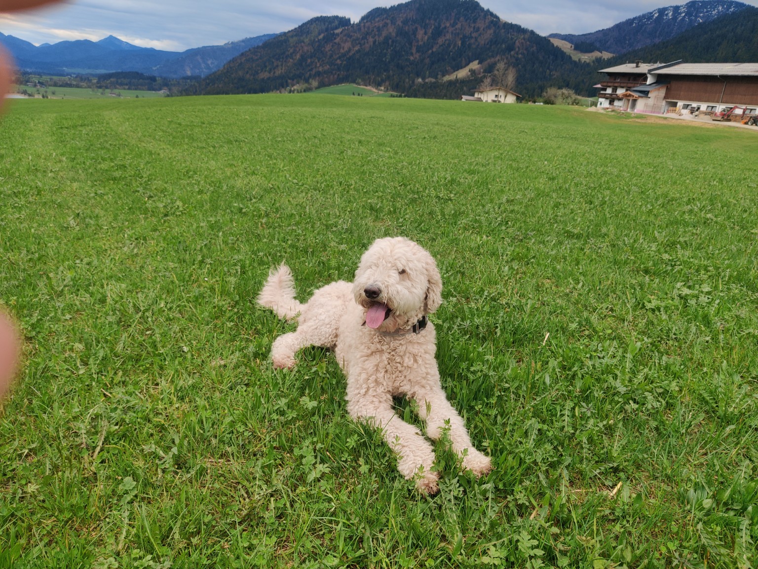 Tui relaxing in a green alpine meadow